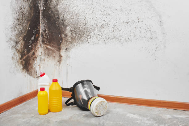 Best Residential Mold Removal  in Ness City, KS