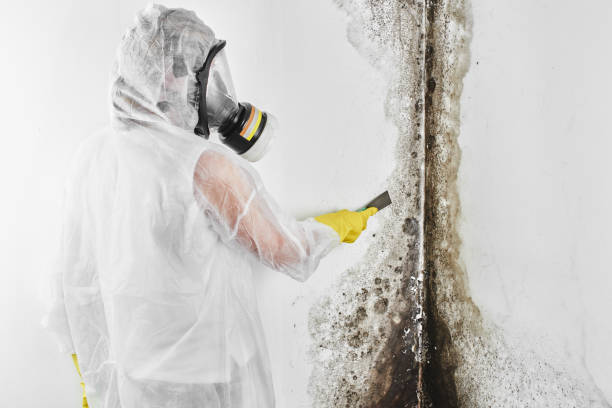 Best Mold Testing  in Ness City, KS