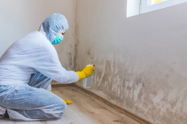 Best Mold Removal Near Me  in Ness City, KS