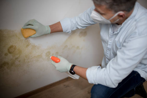 Best Mold Remediation  in Ness City, KS
