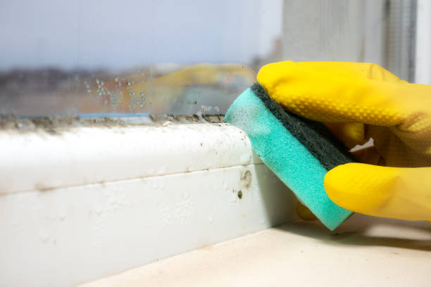 Best Mold Cleaning Services  in Ness City, KS