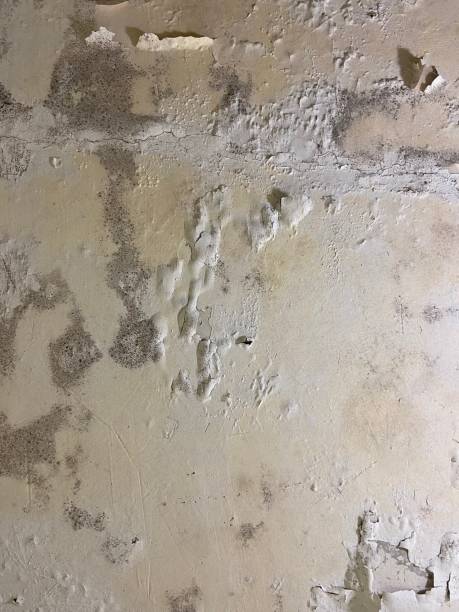 Best Certified Mold Removal  in Ness City, KS