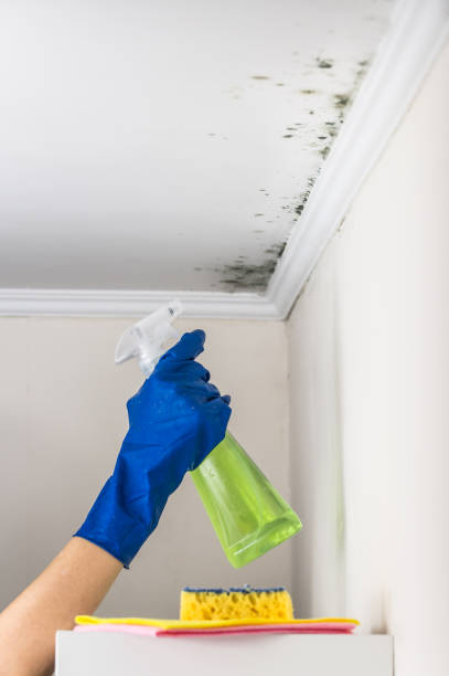 Reliable Ness City, KS Mold Removal Solutions