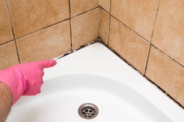 Best Mold Cleaning Services  in Ness City, KS